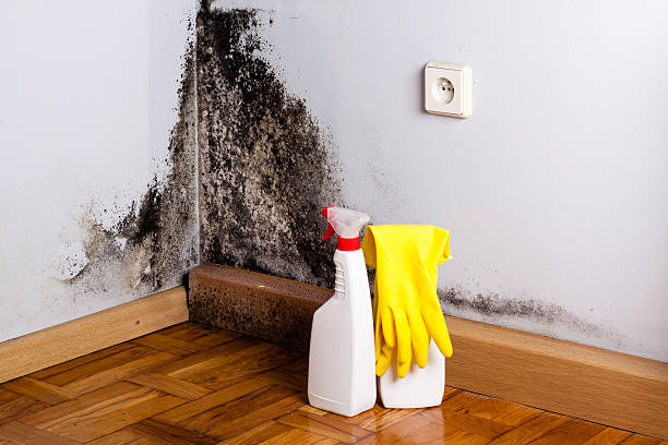 Best Industrial Mold Remediation  in Temperance, MI